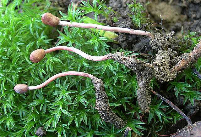 Cordyceps larvicola    Qulet